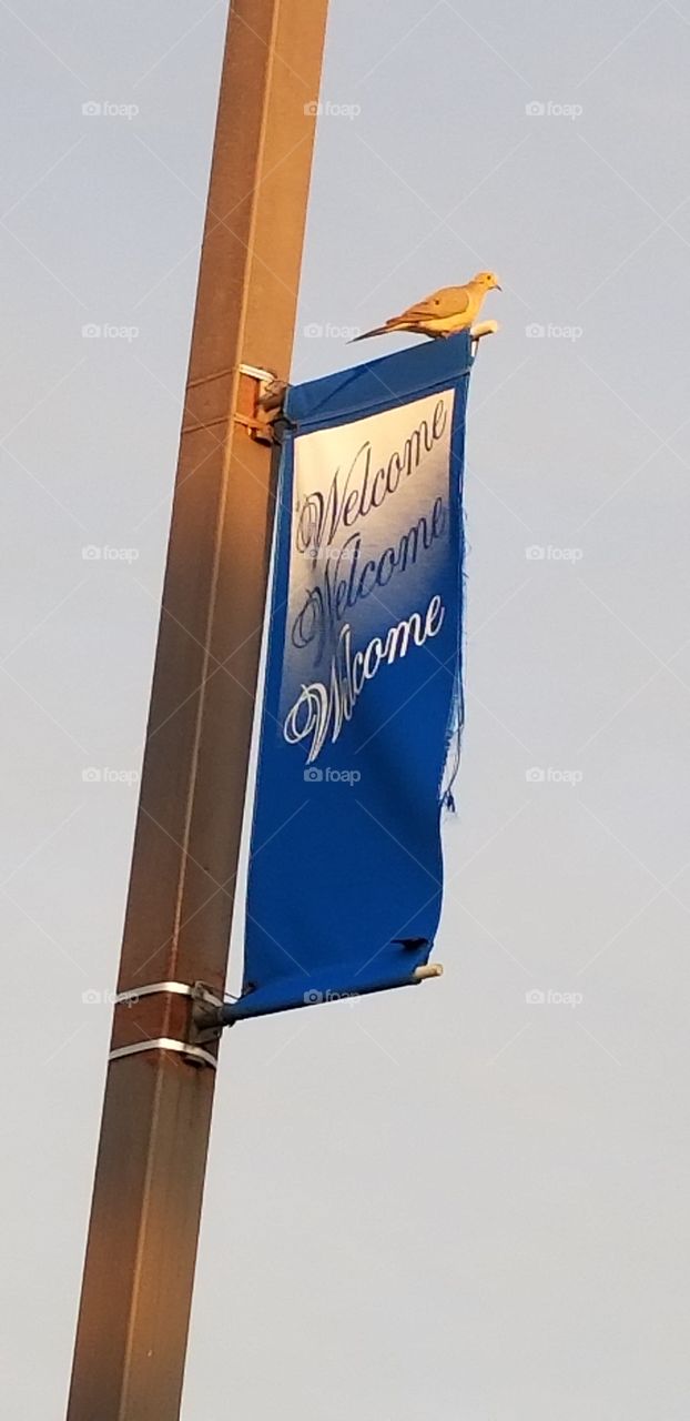 Bird on a welcome sign