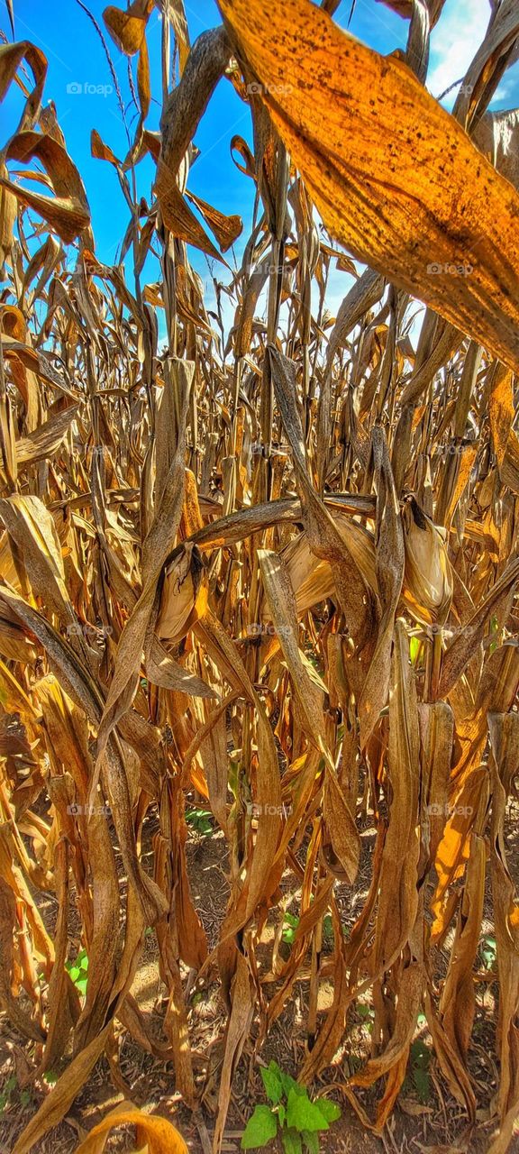 fall corn stock