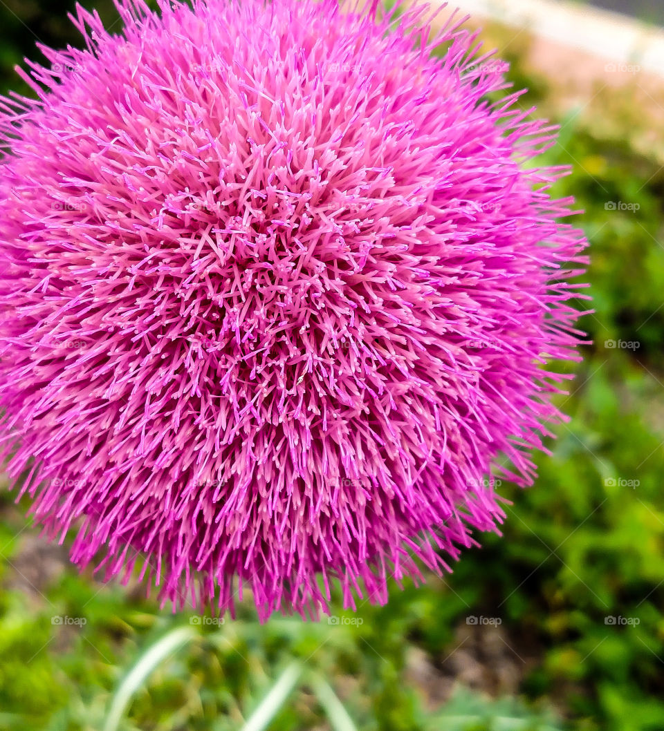 thistle flower