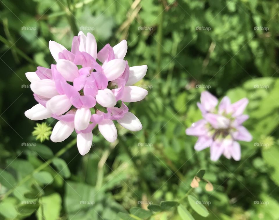 Small pink flowers 