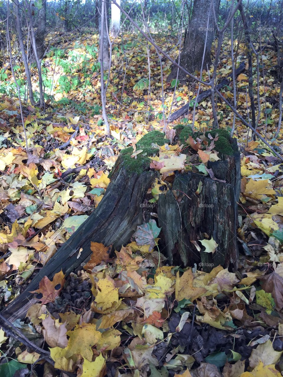 Stump in the forest 