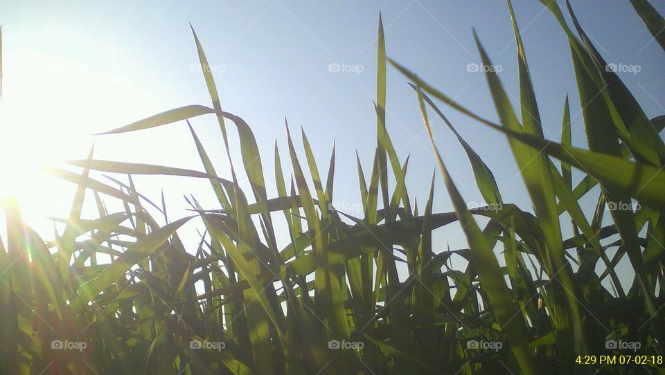 Green Wheat plants and sky behind them through grasshopper's view during winters in India