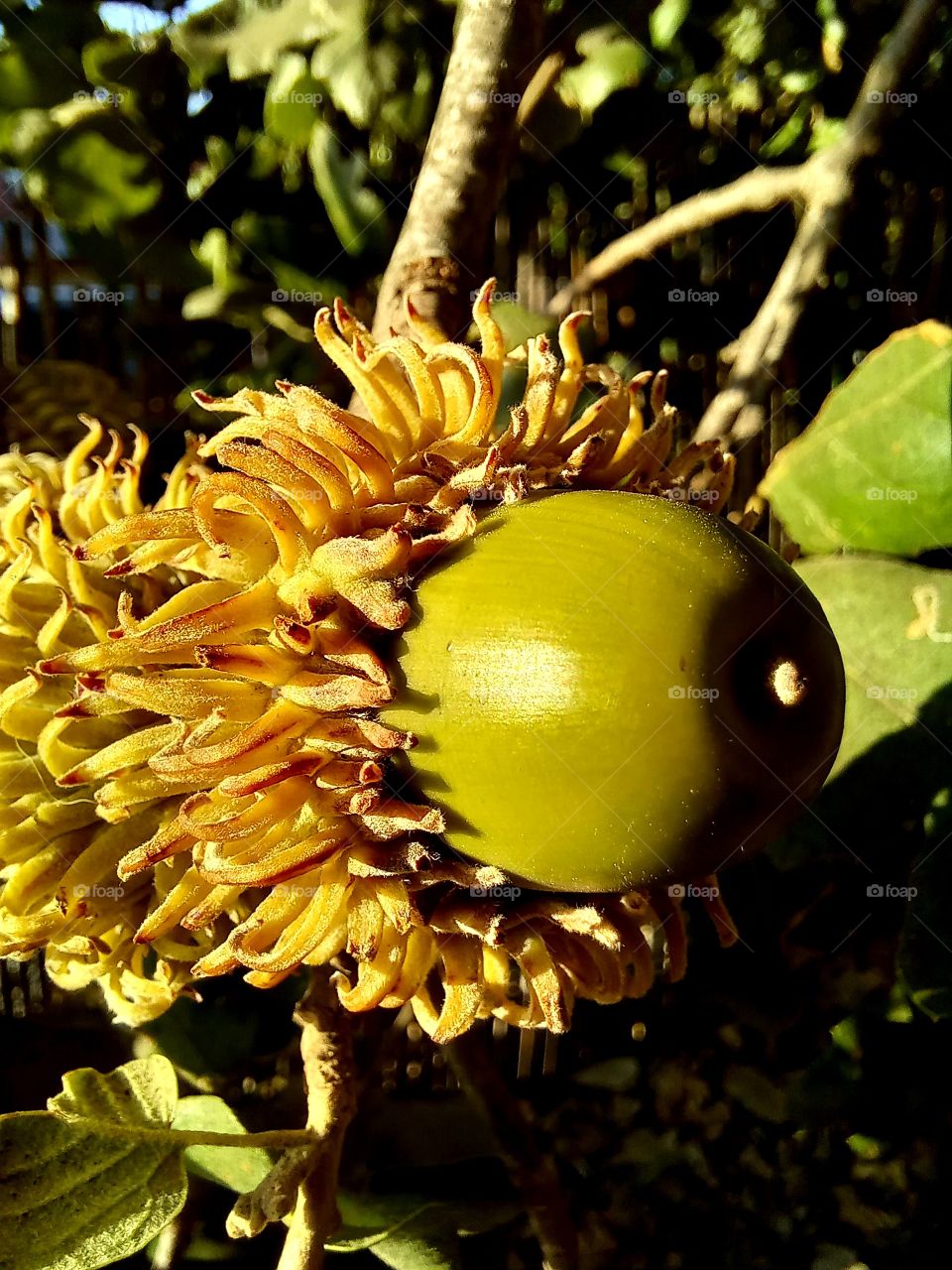 Quercus ithaburensis