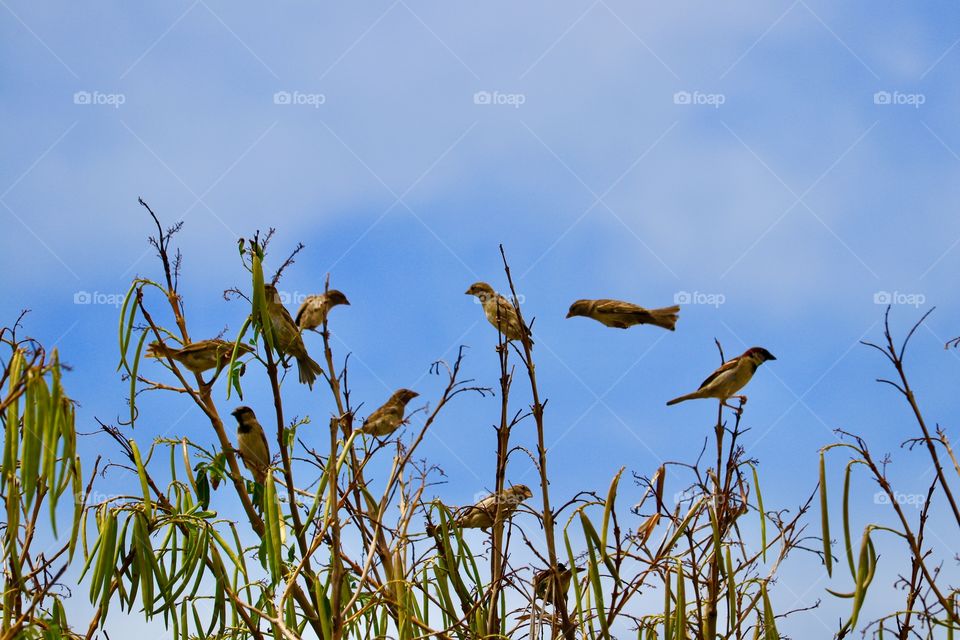 Sparrow in flight and flock of sparrows in tree