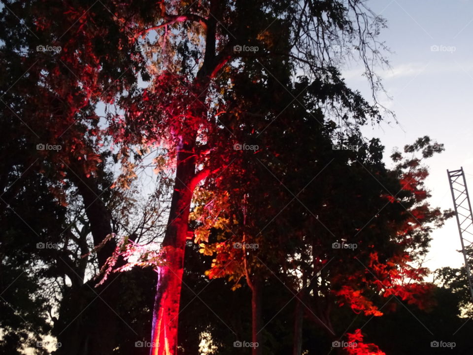 Tree, No Person, Landscape, Wood, Leaf