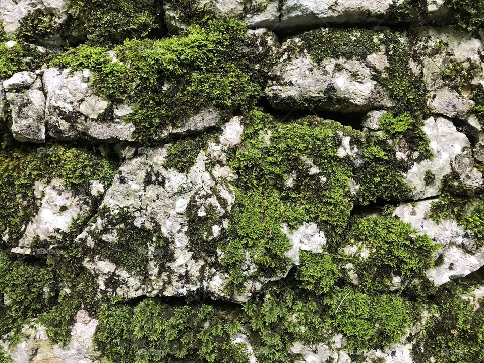 Stone Wall Moss