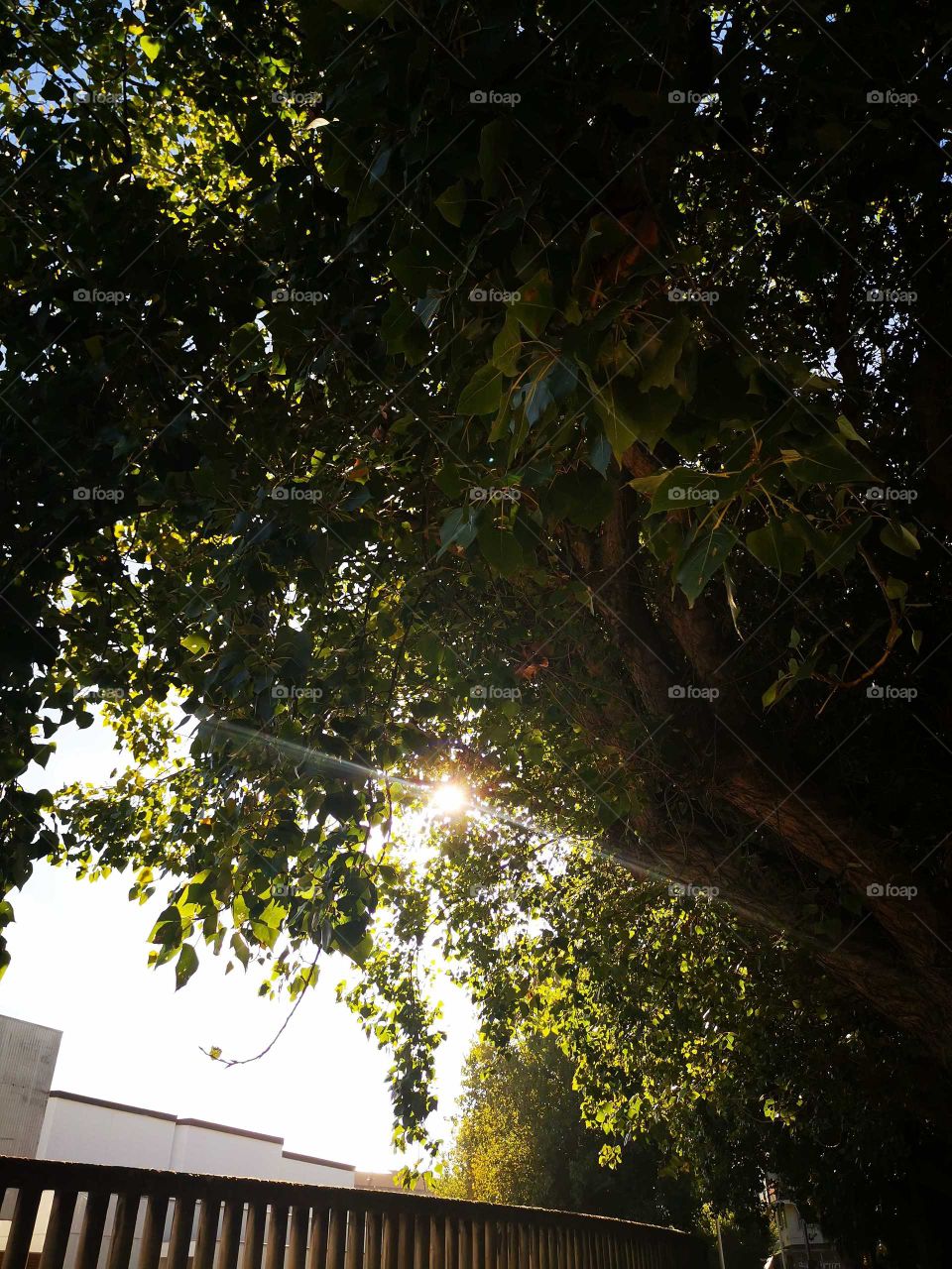 Light sun between tree and tree
