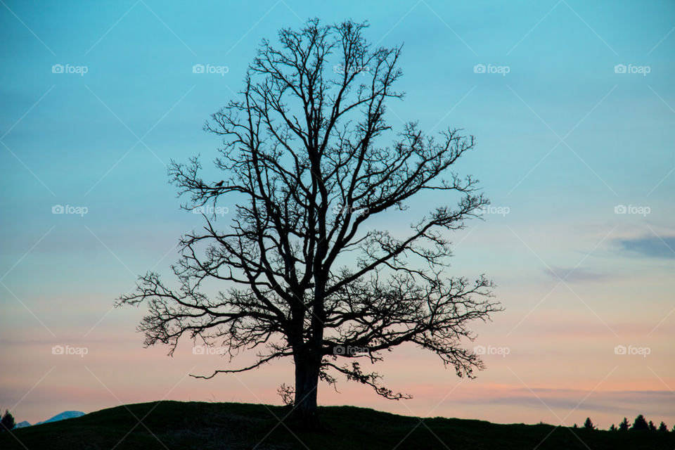 Bare tree during sunset