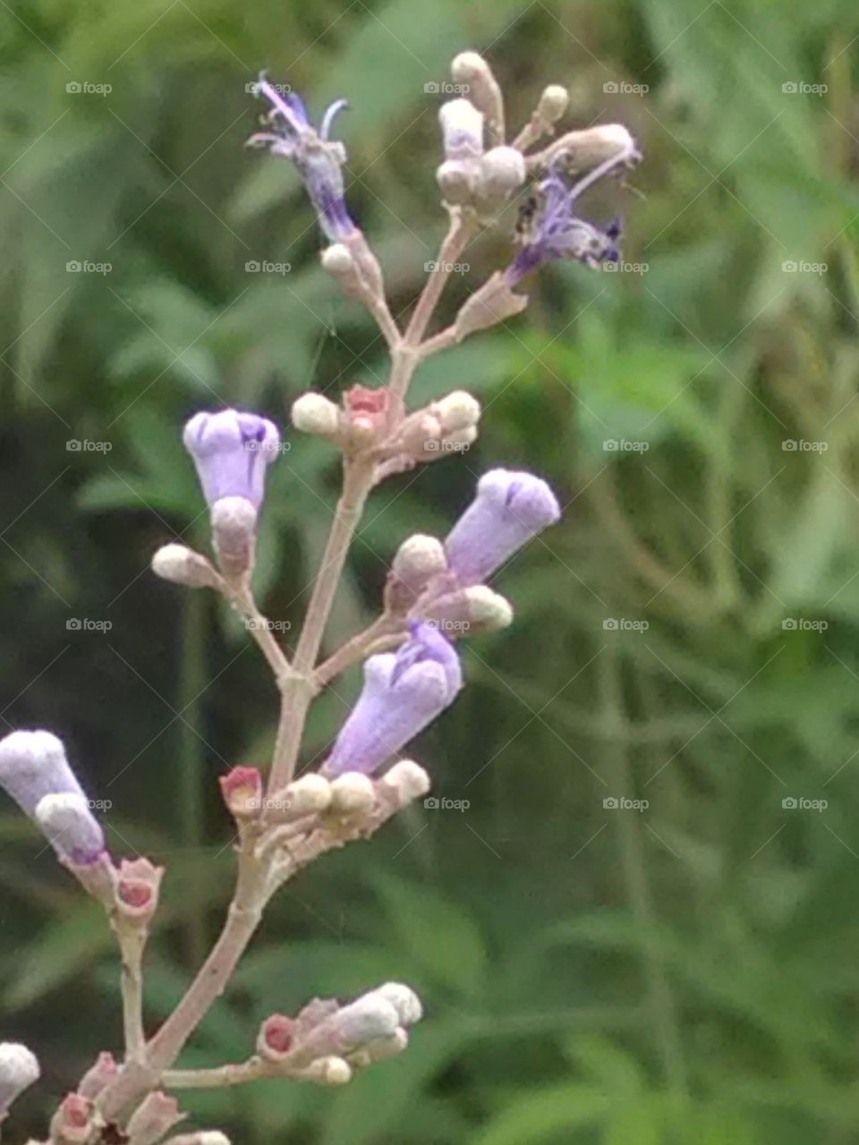 Nature, Flora, Flower, No Person, Leaf