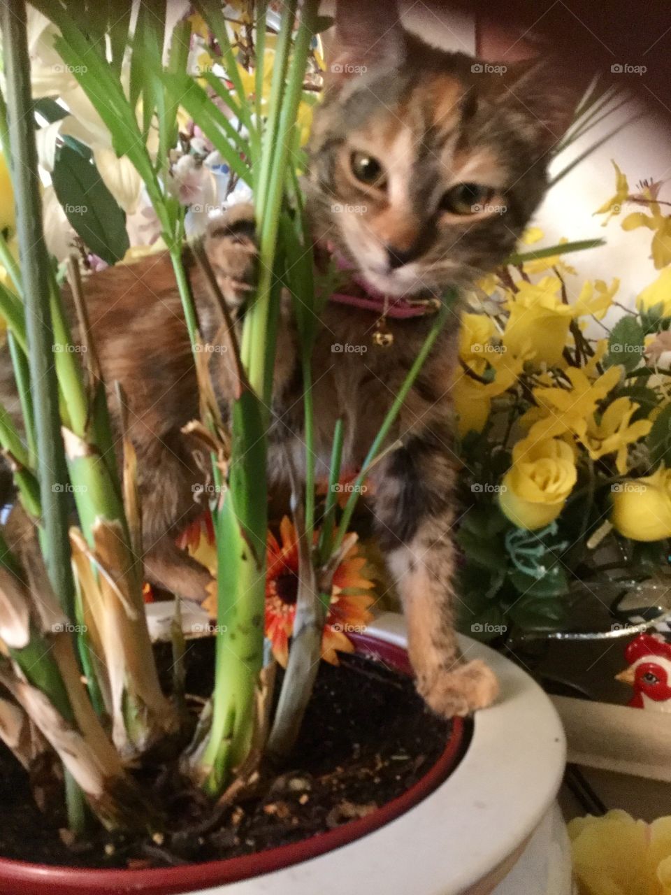 Peek - a - boo playtime , Fun daily life with family pet / cute kitty cat 