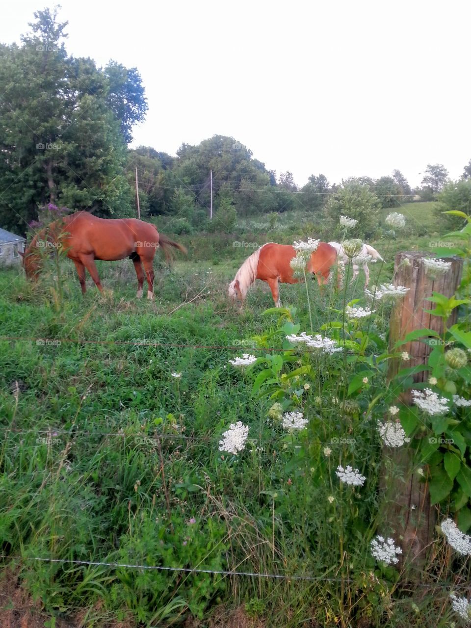 Beautiful Horses In A Field. Beautiful horses in a field.