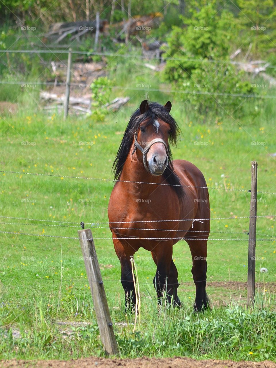 Mammal, Horse, Pasture, No Person, Mare