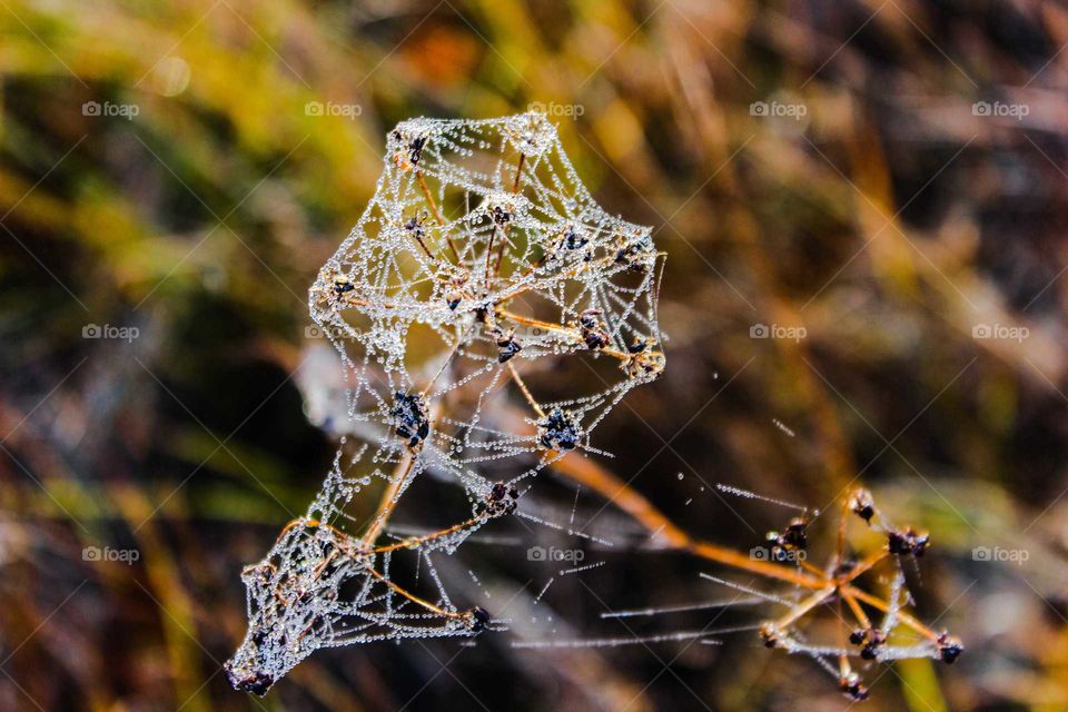 dew drops on the web