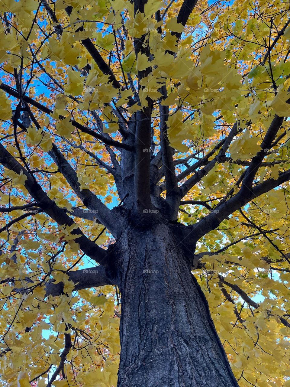 Battle: Summer vs. Fall