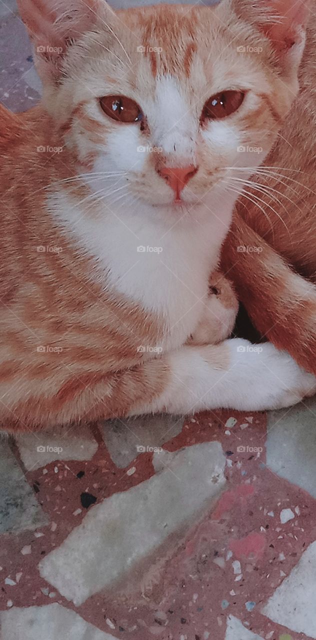 भारत के कैट