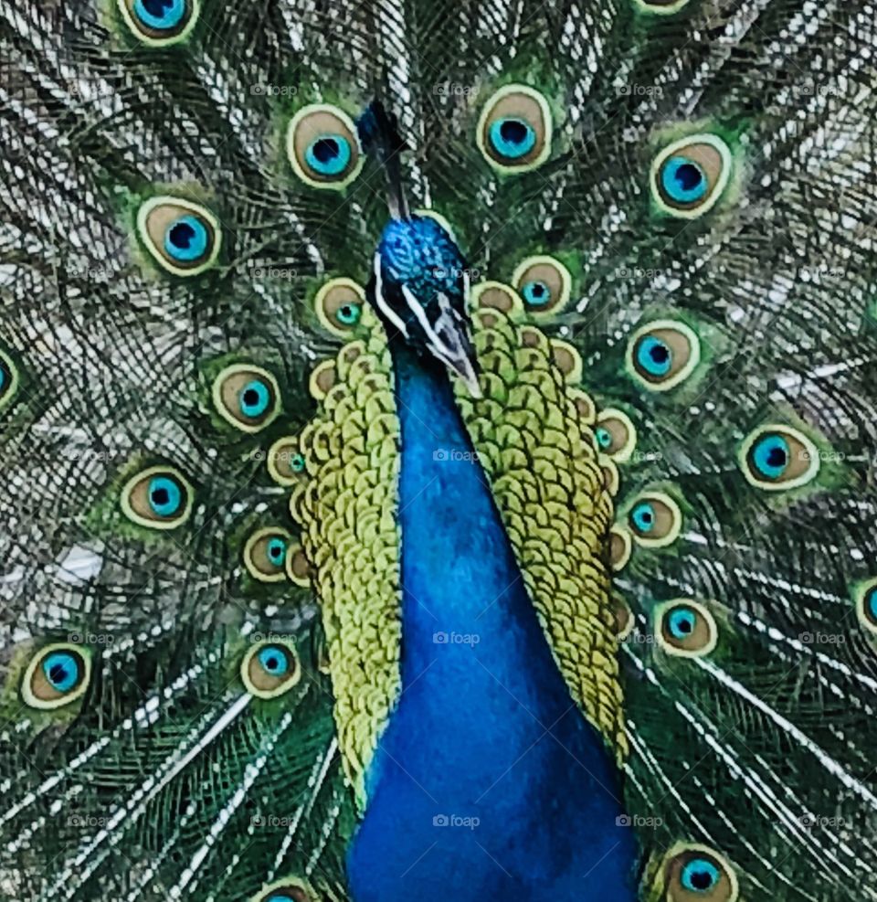 “The Showoff” Peacock 