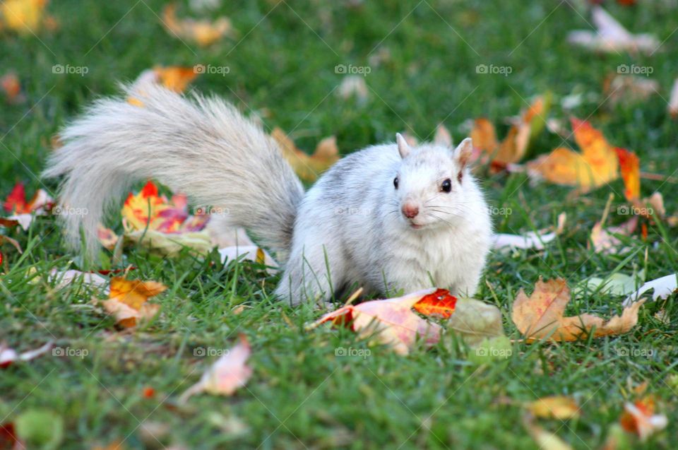 White squirrel