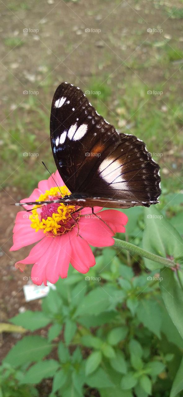 Beautiful butterfly perched on a zinnia flower