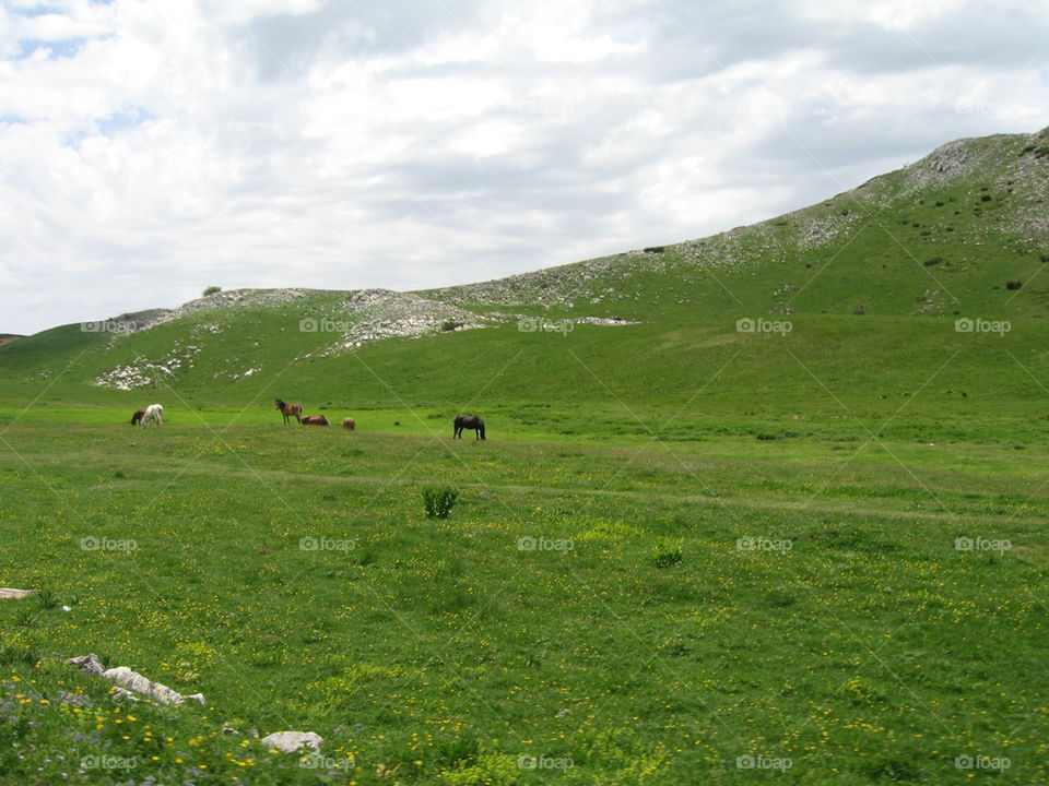 Wild horses in valley