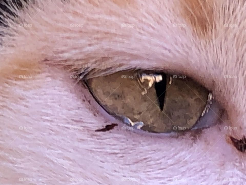 Beautiful cat’s eye