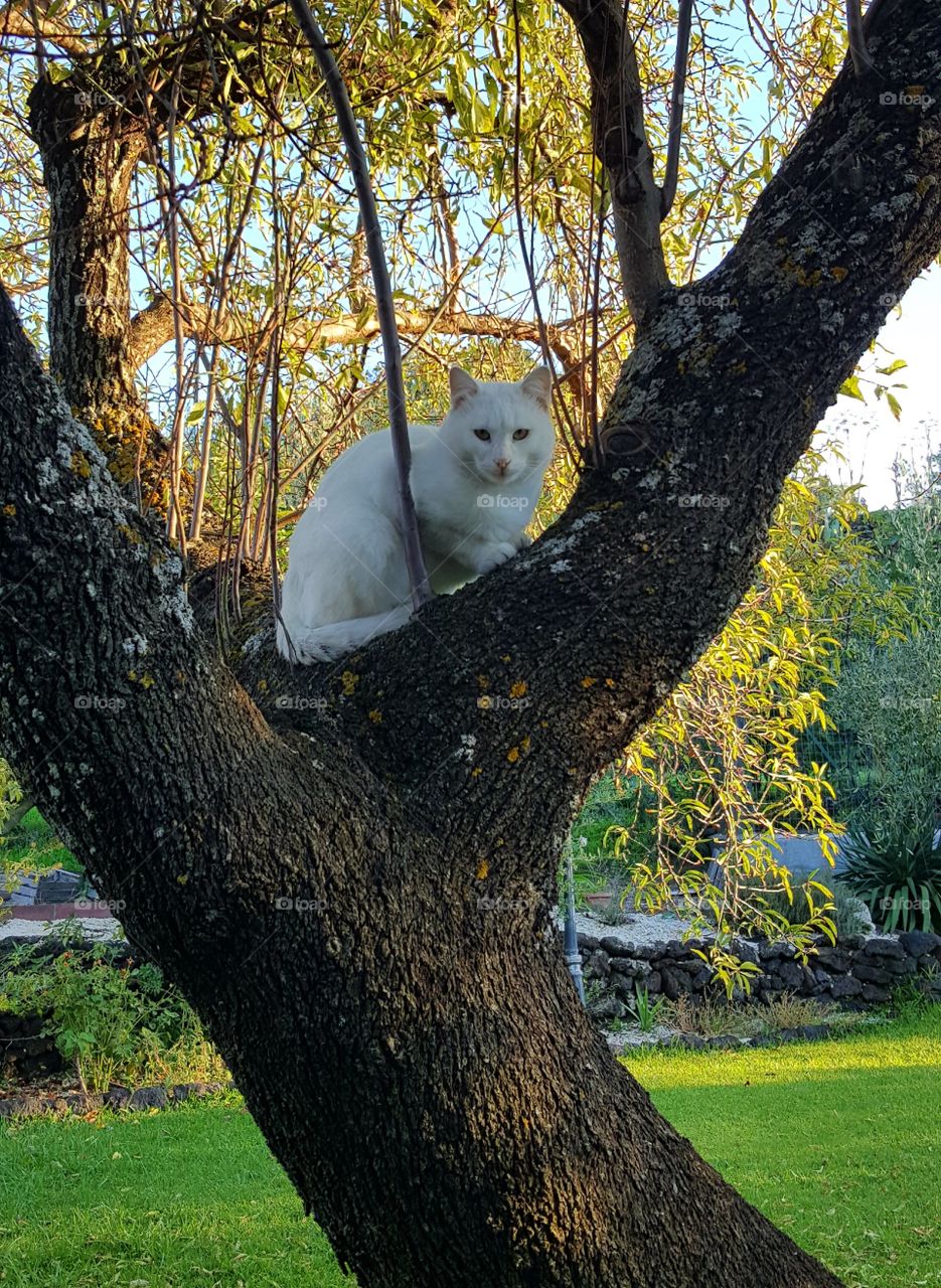 cat tree garden