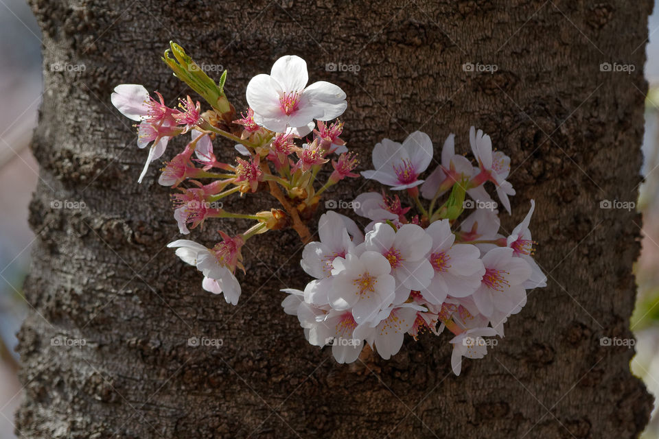 Cluster of cherry blossoms on the trunk