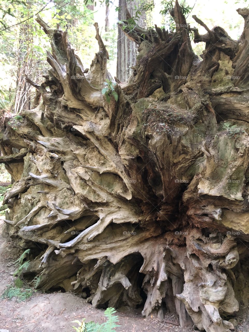 Uprooted Redwood 