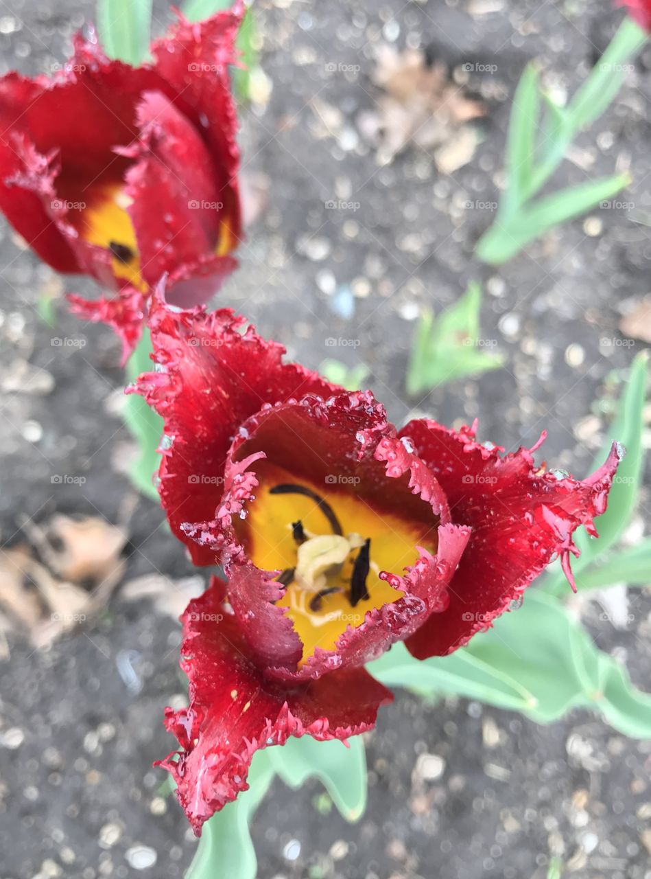 Tulips