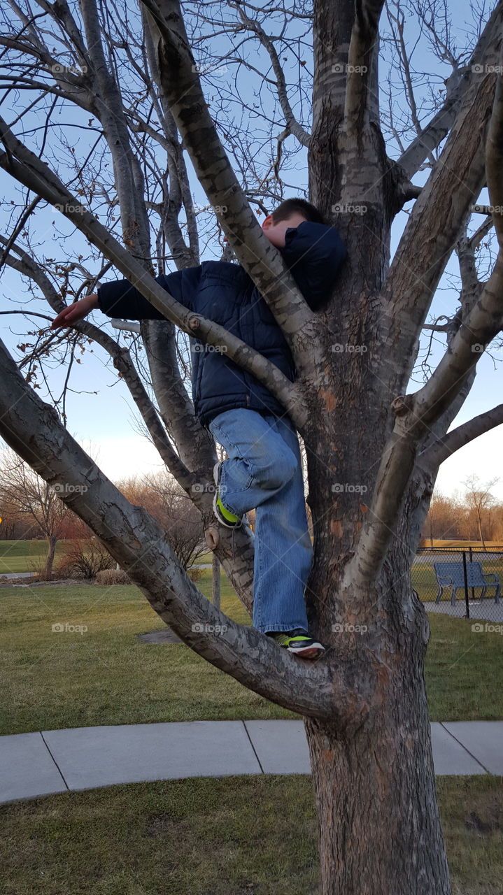 Boy in tree at park