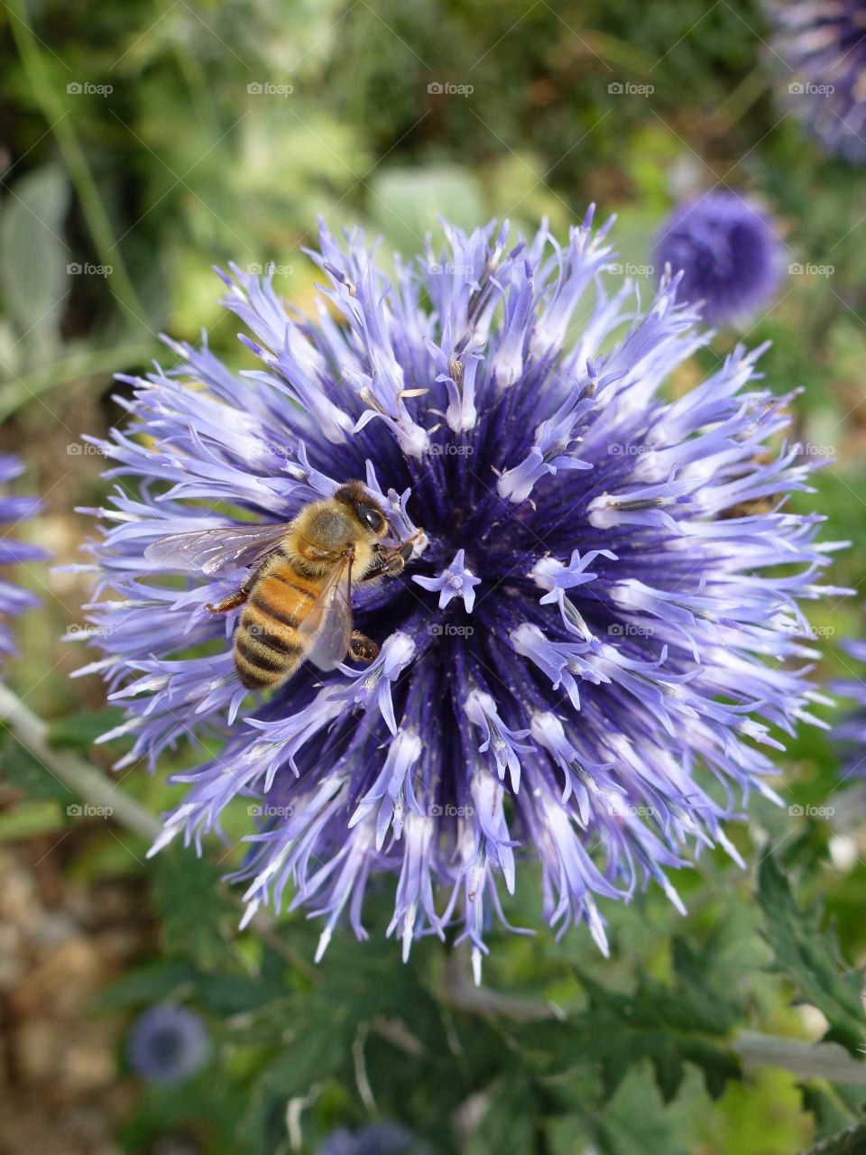 Bee enjoying Allium