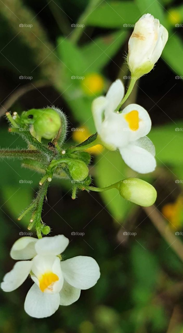 wild flower, very small, white in color with a touch of intense yellow