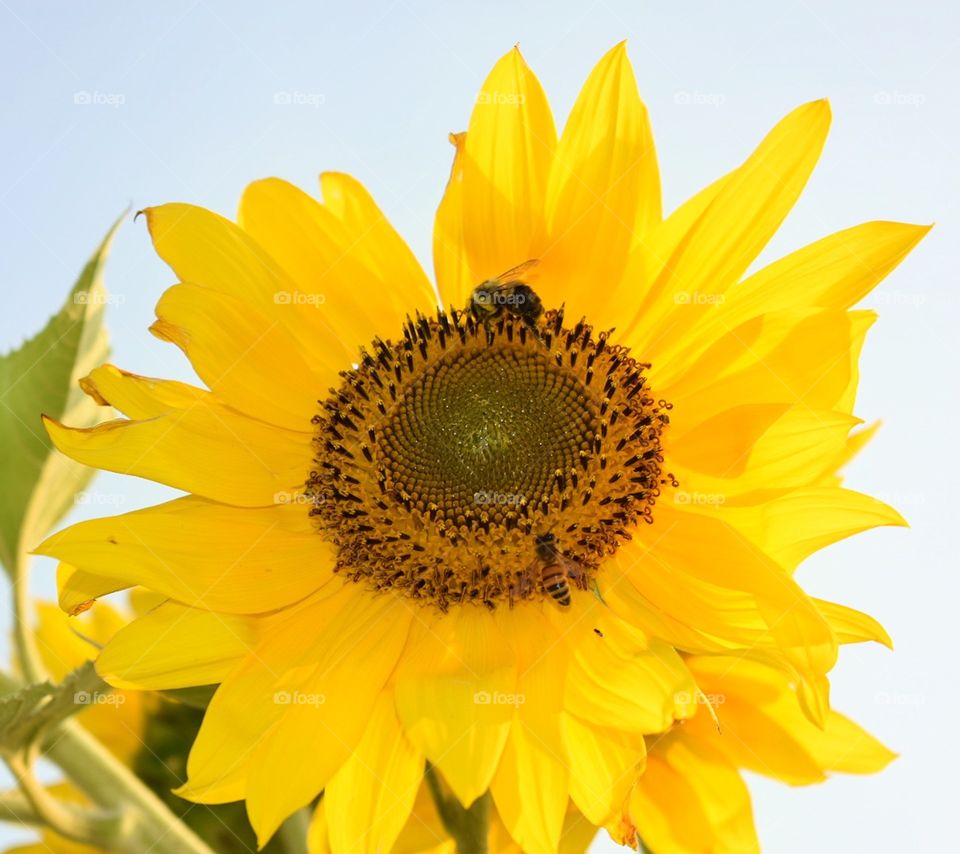 Beautiful close up of a yellow sunflower with a bumble bee and a honey bee. 