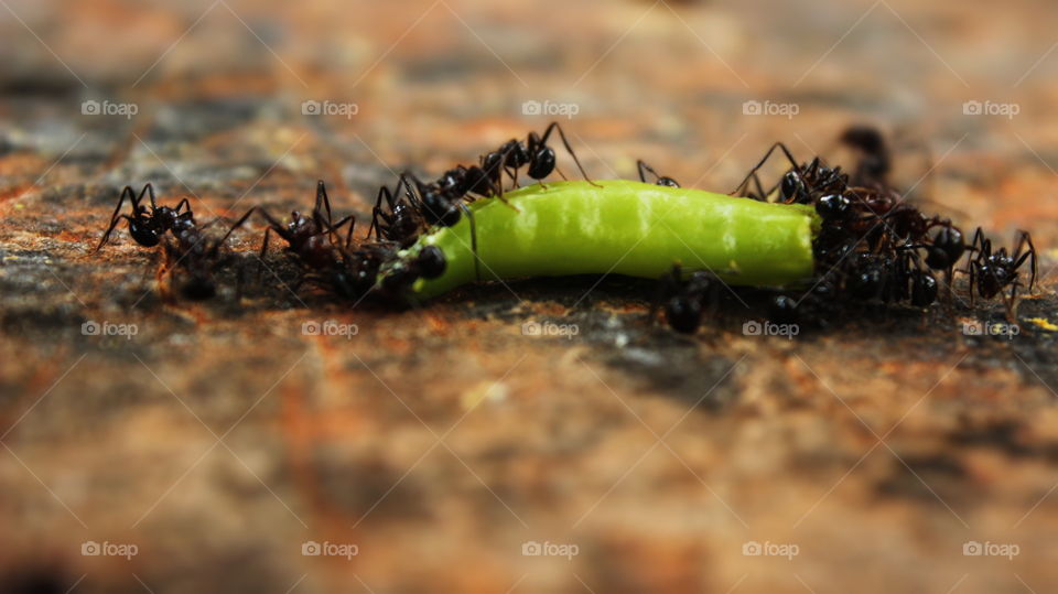 closeup of ants
