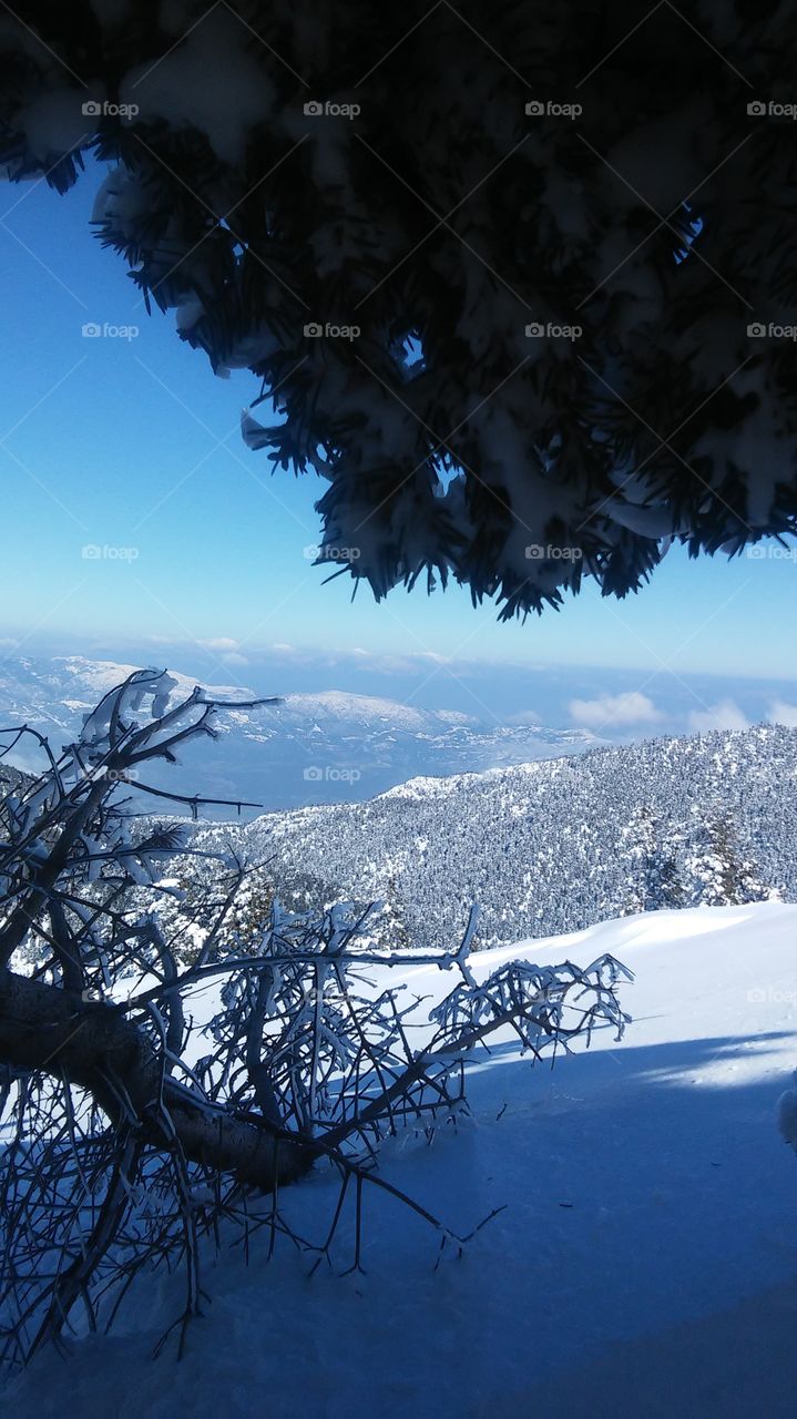 Snow, Winter, Tree, No Person, Landscape