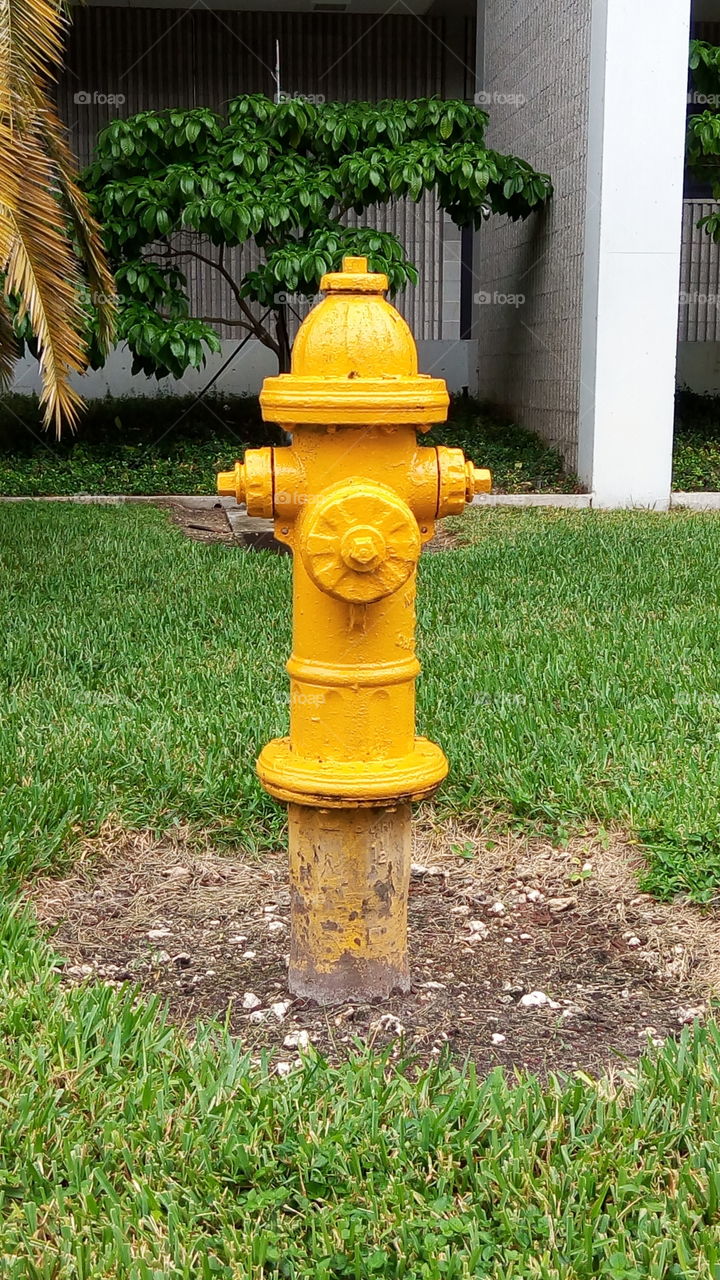 a yellow fire hydrant