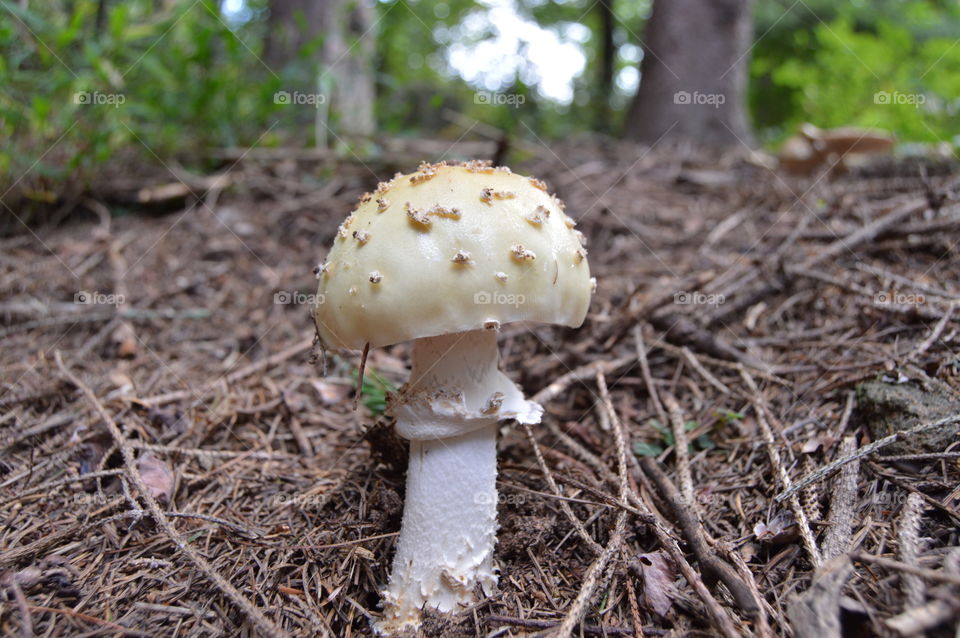 mushrooms always hold still for a good photo