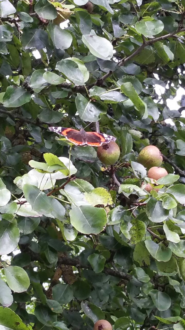 Wunderschöner Schmetterling im Apfelbaum.
