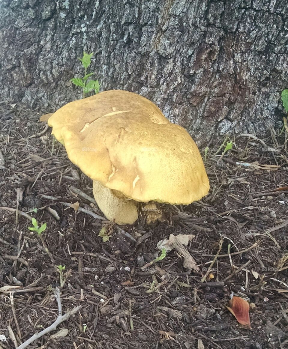 big mushroom