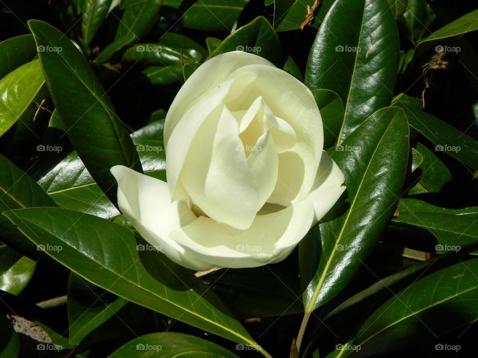 Magnolia 