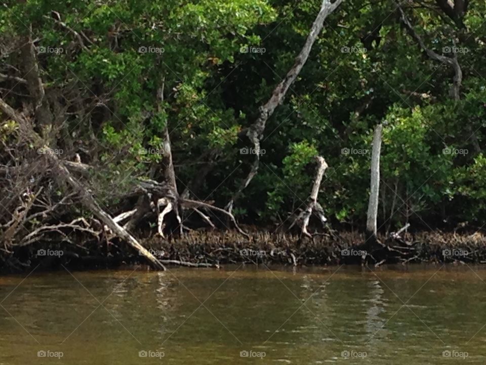 Mangroves