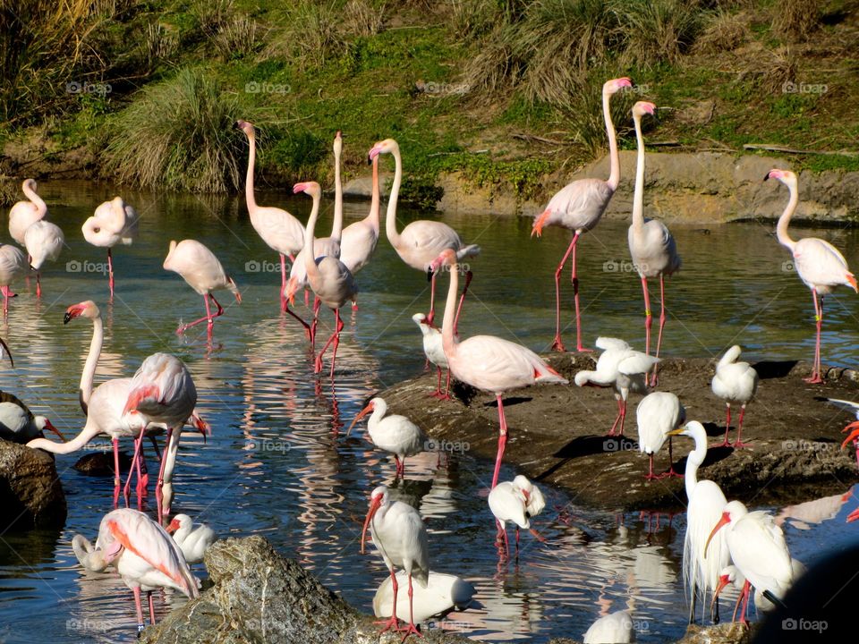 Flamingos @ Disney's Animal Kingdom