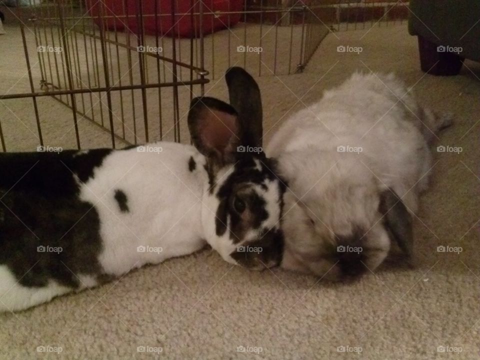 Mammal, Dog, Pet, One, Canine