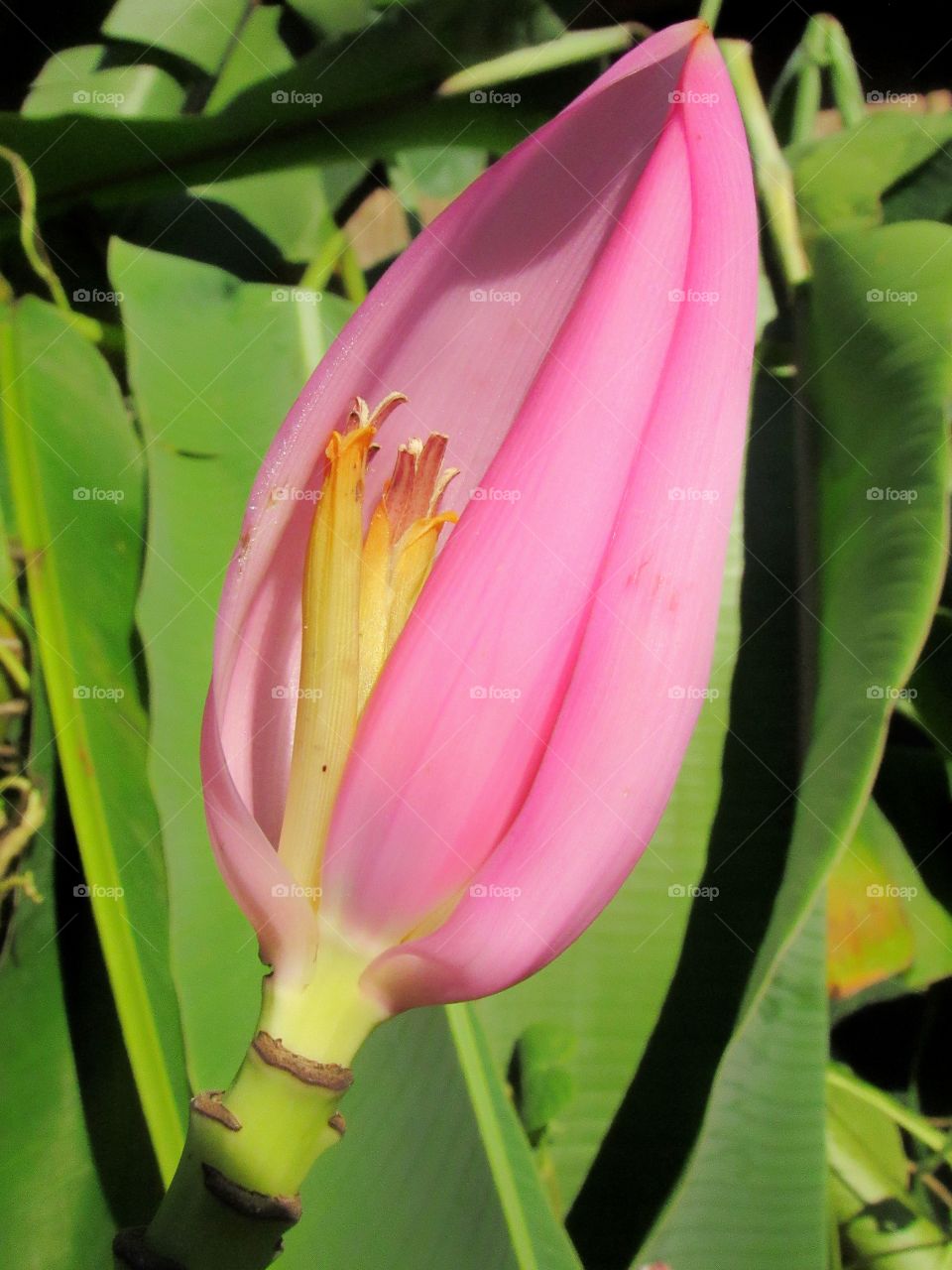 pink and yellow banana flower plant outdoors