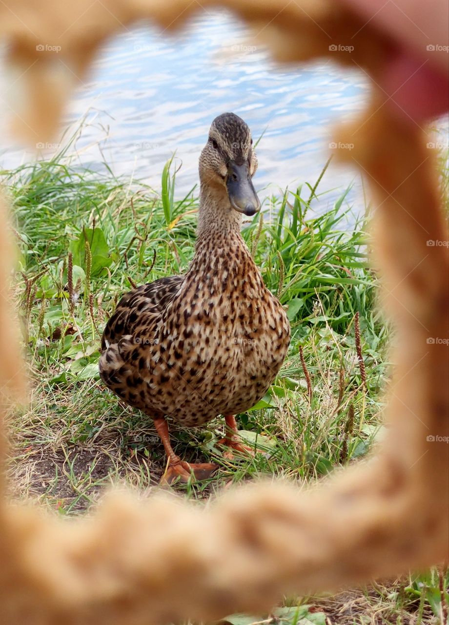Harmony between humans and animals.  A crust of bread through which a duck is posing.Bank of the river