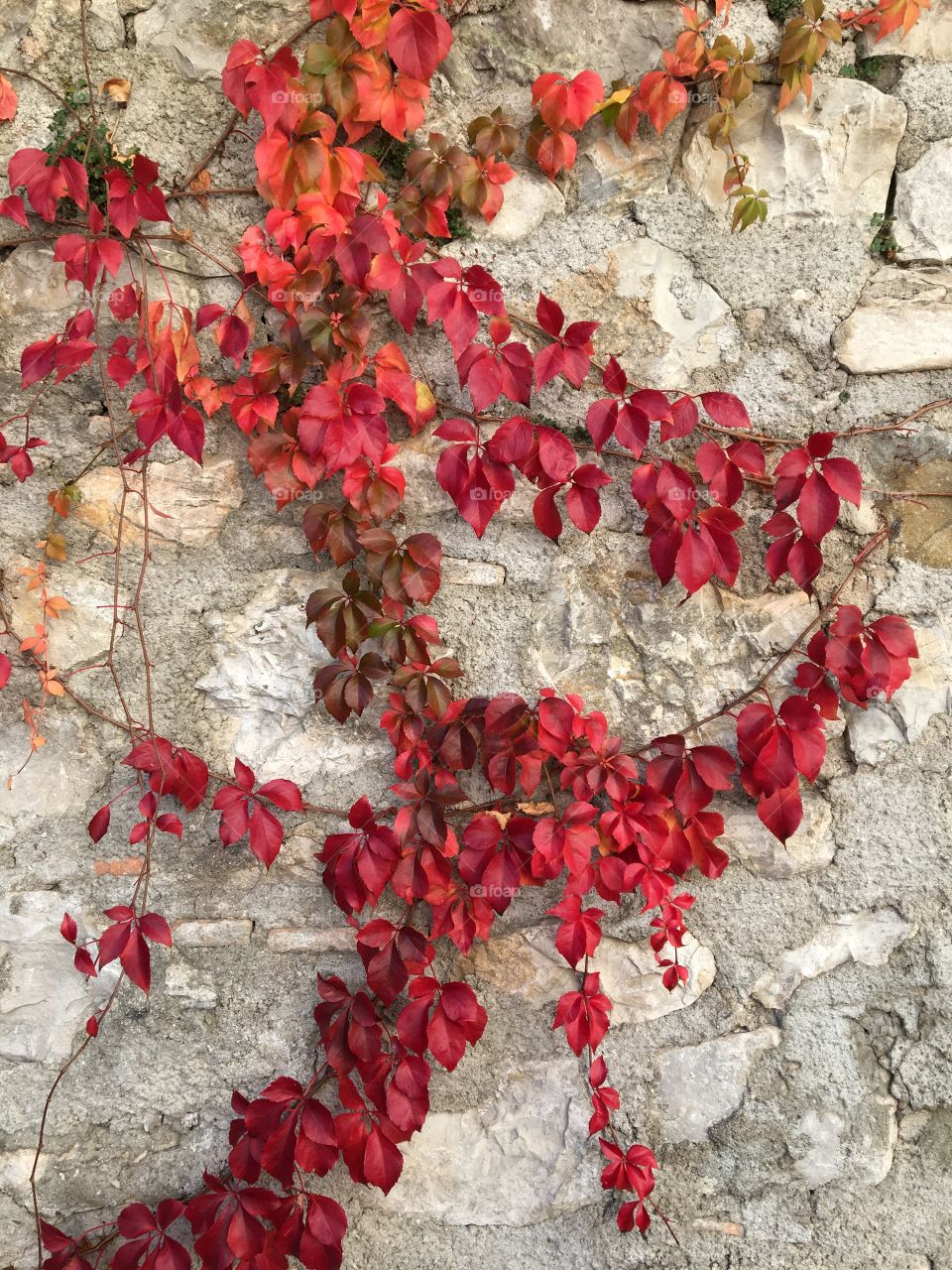Red ivy