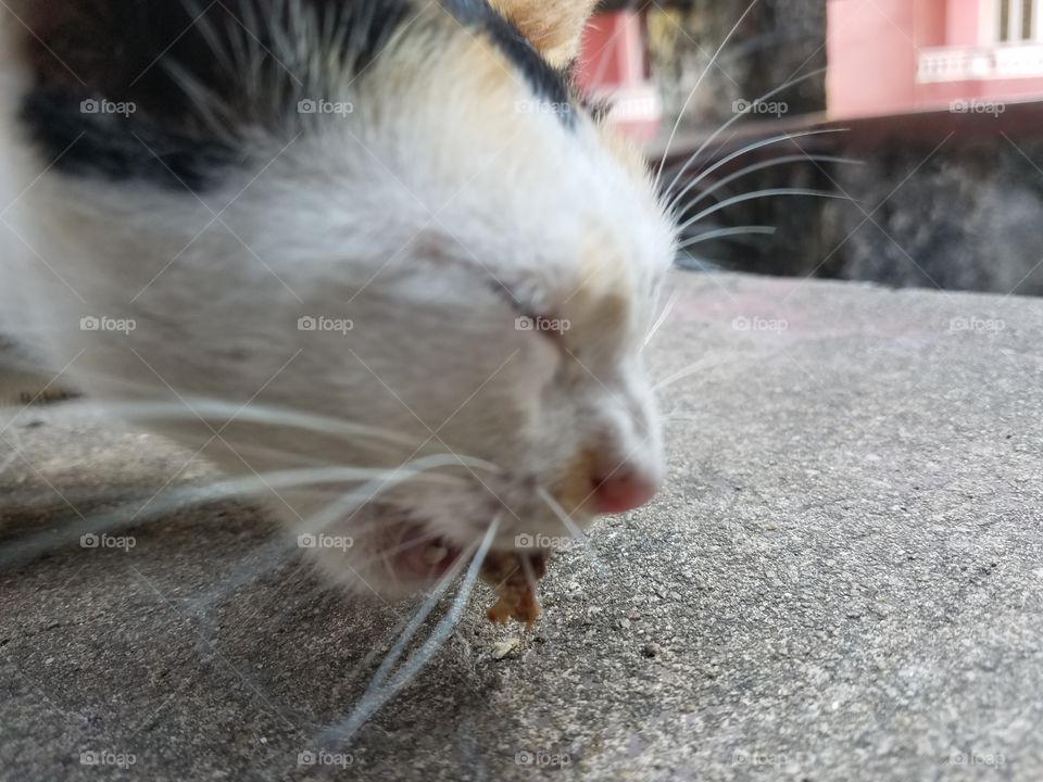 Hungry Cat