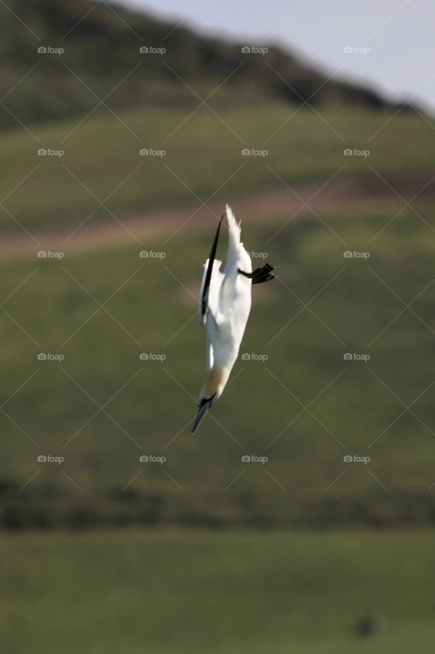 Gannet