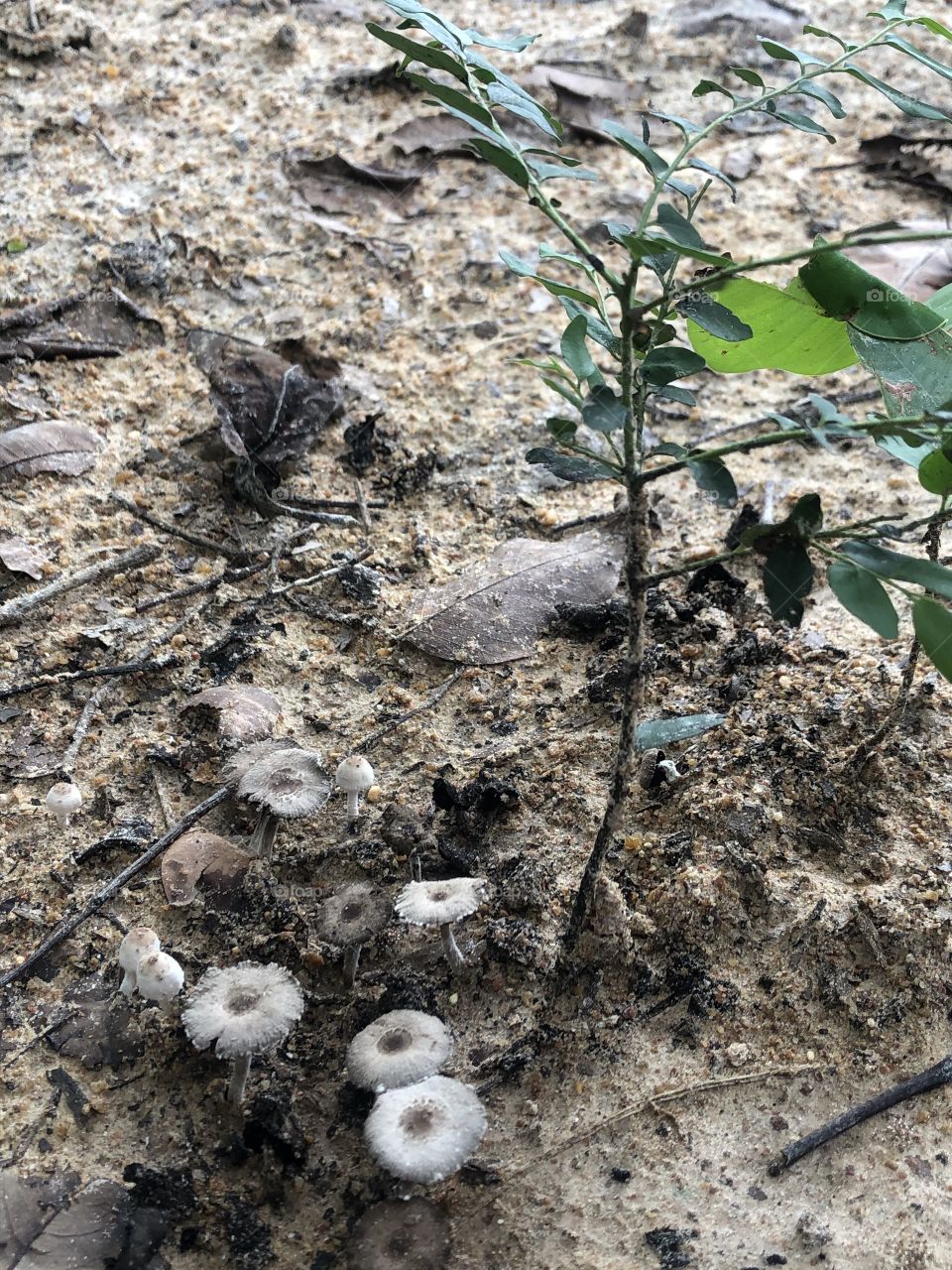 The signs of nature, Countryside ( Thailand 🇹🇭