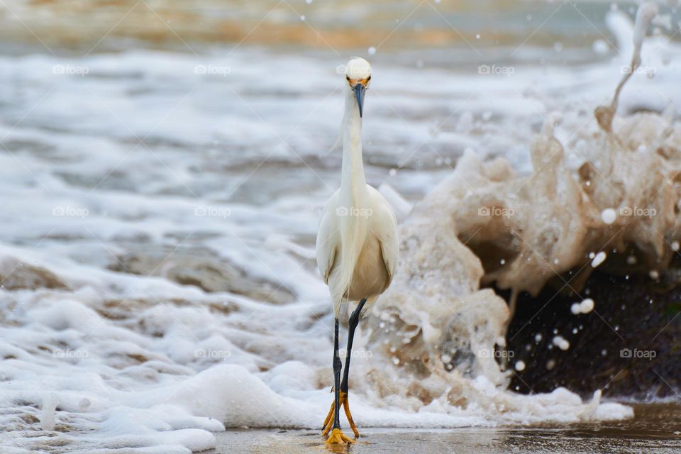 The heron walks in the waves