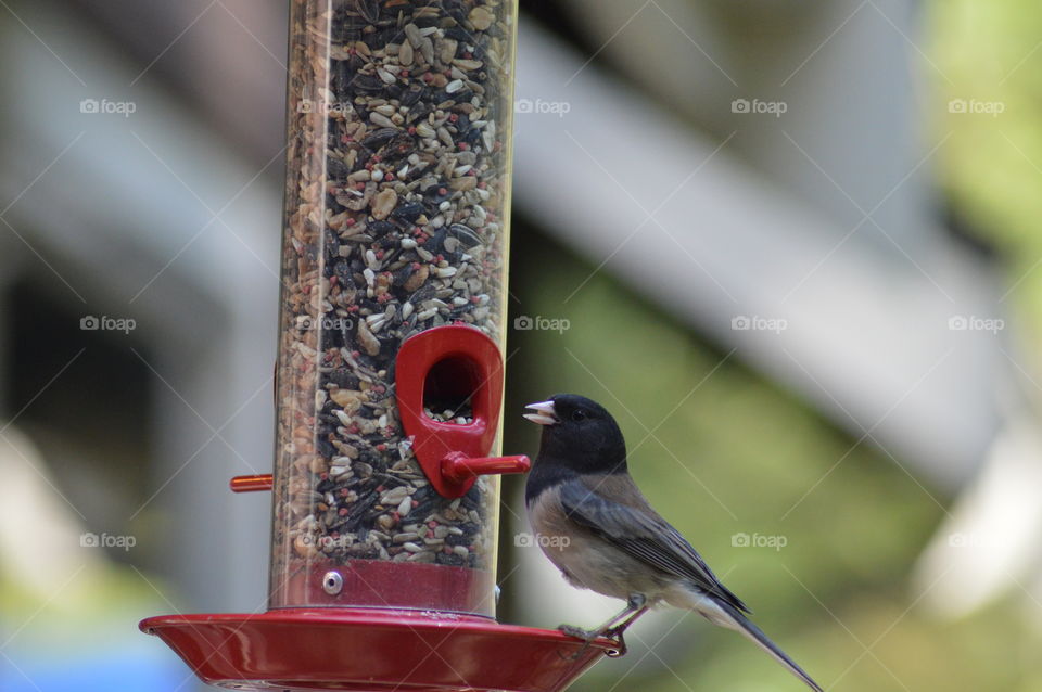 Backyard bird visits 